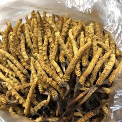 西藏 冬虫夏草 新鲜无断虫草干货中药材现货批发礼盒装散装图3