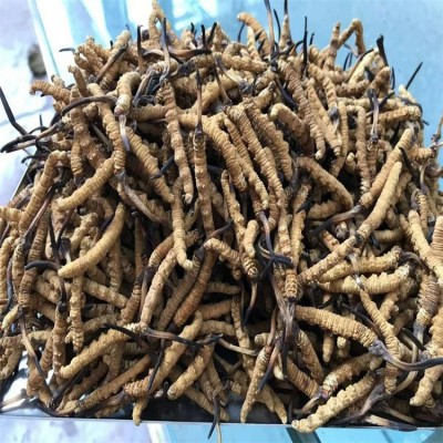 西藏 冬虫夏草 新鲜无断虫草干货中药材现货批发礼盒装散装图2