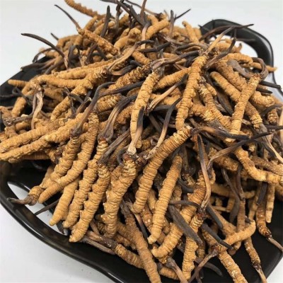 西藏 冬虫夏草 新鲜无断虫草干货中药材现货批发礼盒装散装