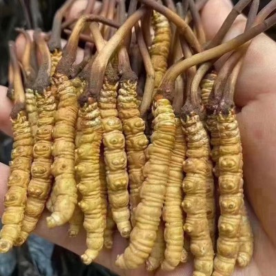 新鲜虫草批发新鲜冬虫夏草高海拔鲜虫草产地直发送礼滋补品代发图2