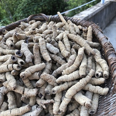 巴戟天中药材500g广东德庆巴戟肉干货杜仲牛大力野凤眼根泡酒煲汤图3