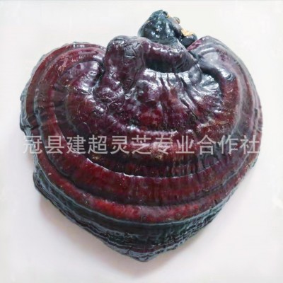 产地供应赤灵芝 可切片切茶丁产地货源 自家种植图3