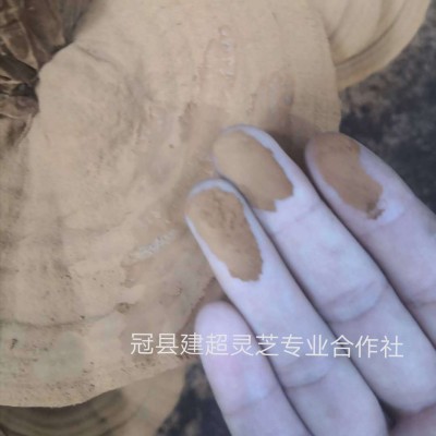 赤芝孢子粉 椴木孢子粉 紫芝孢子粉 灵芝粉 产地批发图4