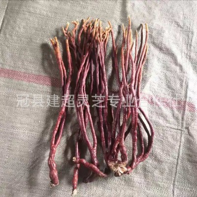 产地批发灵芝草 鹿角灵芝 农村合作社直供 灵芝草图3