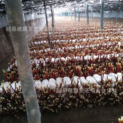 灵芝草 鹿角灵芝 产地货源 可切片 产地供应图4