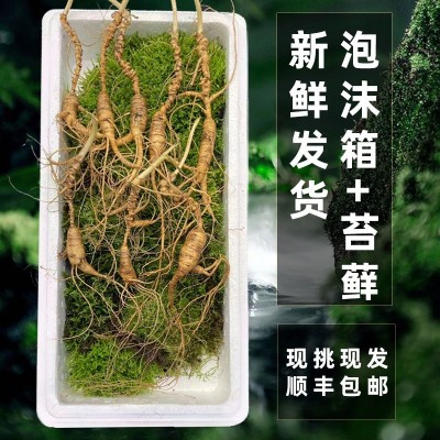 长白山28年新鲜林下参东北特产鲜人参整支林下野山参煲汤泡酒推荐
