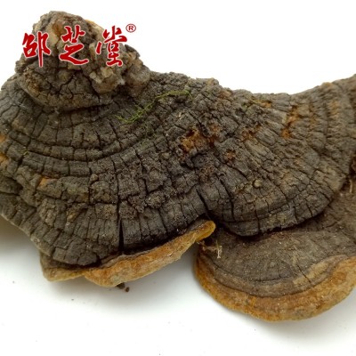 吉林长白山自采自挖 暴马丁香树桑黄 桑耳火木层孔菌产地零售批发图2