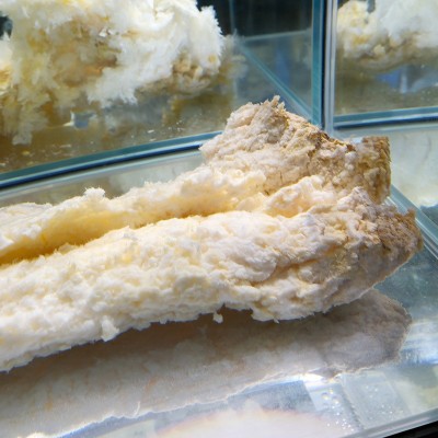 长白山溶洞太岁肉灵芝水野生活太岁肉整块石太岁100g石太岁展馆图4