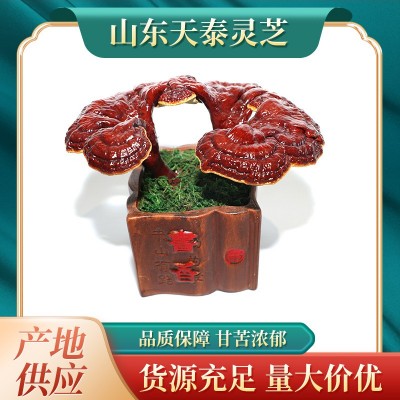 灵芝盆栽 批发灵芝盆景 灵芝盆栽 灵芝菌包 活体灵芝菌种图2
