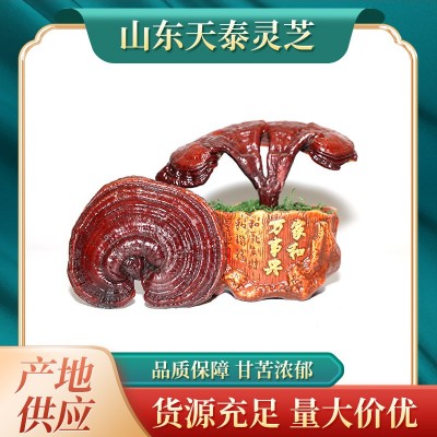 灵芝盆栽 批发灵芝盆景 灵芝盆栽 灵芝菌包 活体灵芝菌种图4