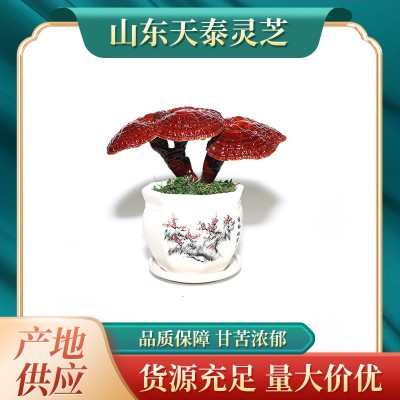 灵芝盆栽 批发灵芝盆景 灵芝盆栽 灵芝菌包 活体灵芝菌种图3