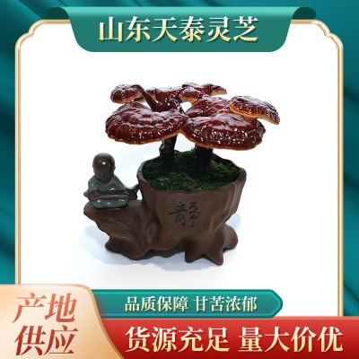 灵芝盆栽 批发灵芝盆景 灵芝盆栽 灵芝菌包 活体灵芝菌种图5