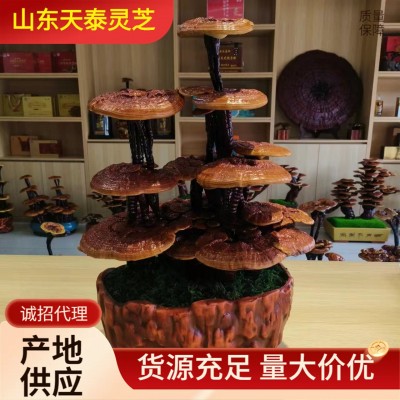 灵芝盆栽批发灵芝盆景活体赤灵芝盆栽小盆栽室内植物摆件图4