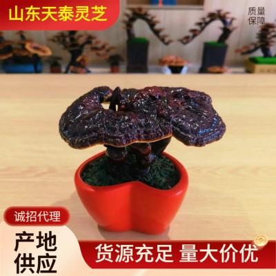 灵芝盆栽批发灵芝盆景活体赤灵芝盆栽小盆栽室内植物摆件图3