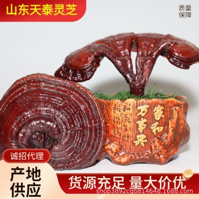 灵芝盆栽批发灵芝盆景活体赤灵芝盆栽小盆栽室内植物摆件图2