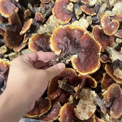 西藏野生白心赤灵芝厂家直销可切片整支金边赤灵芝批发图2