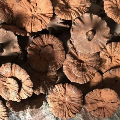 厂家直发林下带粉紫灵芝整支灵芝带袍子粉泡酒中药材灵芝批发大货图3