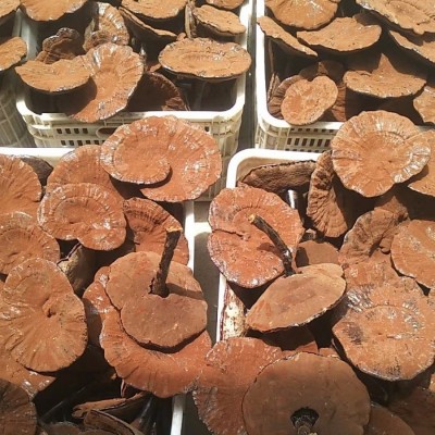 厂家直发林下带粉紫灵芝整支灵芝带袍子粉泡酒中药材灵芝批发大货图4