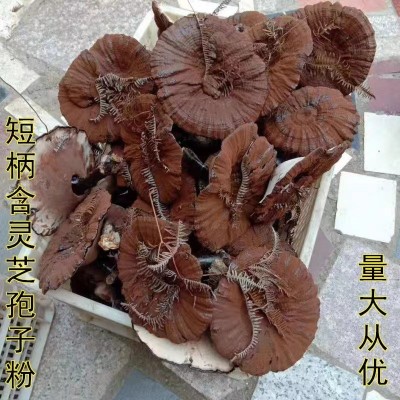 厂家直发林下带粉紫灵芝整支灵芝带袍子粉泡酒中药材灵芝批发大货图2
