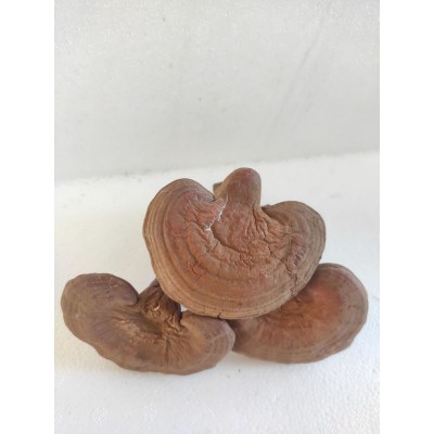 长白山灵芝东北特产赤灵芝椴木灵芝一件代发泡酒送礼吉林直发图2