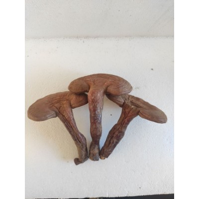 长白山灵芝东北特产赤灵芝椴木灵芝一件代发泡酒送礼吉林直发图5