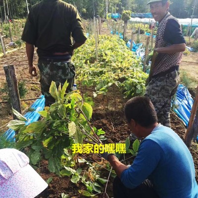 【长白山新鲜人参人参】批发带土人参先挖现卖煲汤泡酒图3