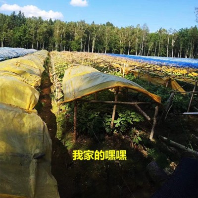 【长白山新鲜人参人参】批发带土人参先挖现卖煲汤泡酒图2